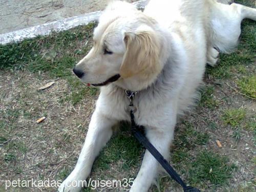 gofret Dişi Golden Retriever