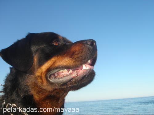 ateŞ Erkek Rottweiler