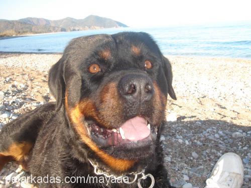 ateŞ Erkek Rottweiler