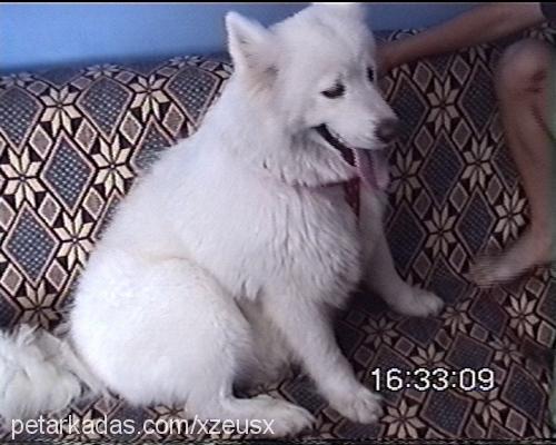 katya Dişi Samoyed