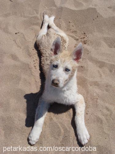 oscar Erkek Sibirya Kurdu (Husky)