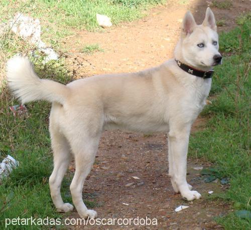 oscar Erkek Sibirya Kurdu (Husky)