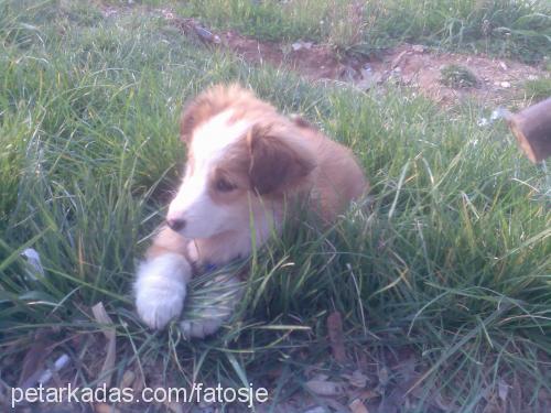 bihter Dişi Golden Retriever