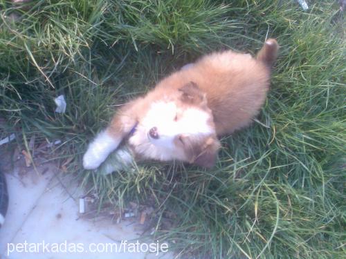 bihter Dişi Golden Retriever