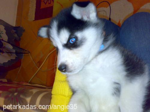 gümüş Dişi Sibirya Kurdu (Husky)