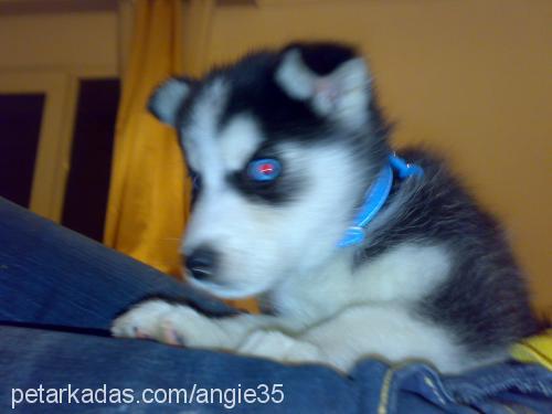 gümüş Dişi Sibirya Kurdu (Husky)