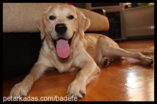 efe Erkek Golden Retriever