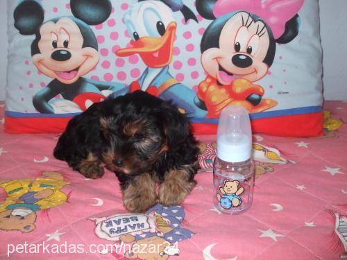 badem Erkek Yorkshire Terrier