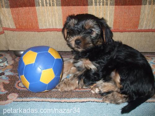 badem Erkek Yorkshire Terrier