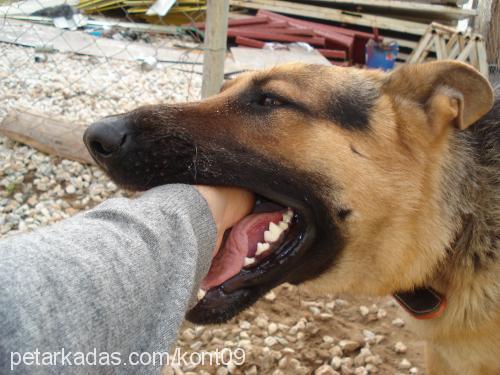 kont Erkek Alman Çoban Köpeği