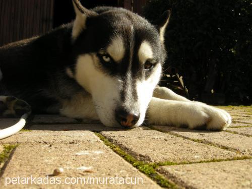 pasha Erkek Sibirya Kurdu (Husky)