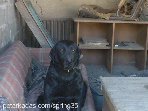 zeytin Dişi Labrador Retriever