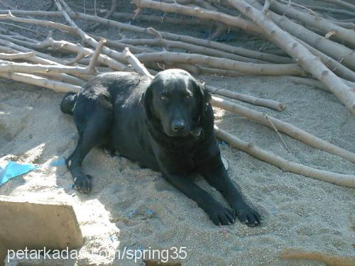 zeytin Dişi Labrador Retriever