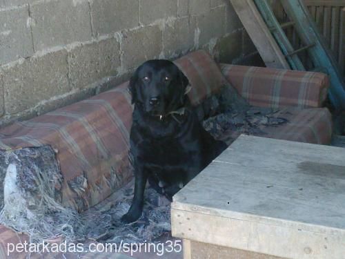 zeytin Dişi Labrador Retriever