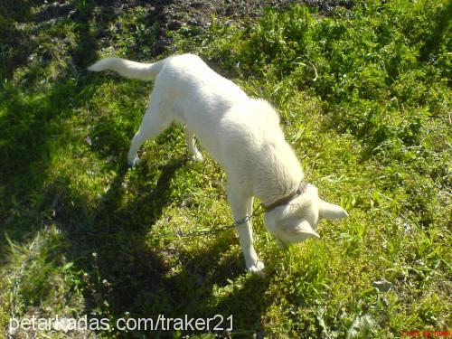 zeus Erkek Sibirya Kurdu (Husky)