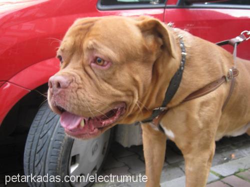 petrus Erkek Fransız Mastiff