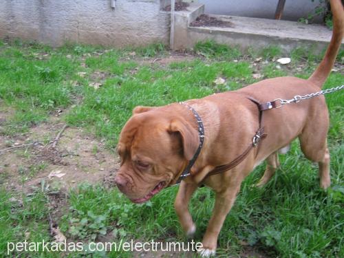 petrus Erkek Fransız Mastiff