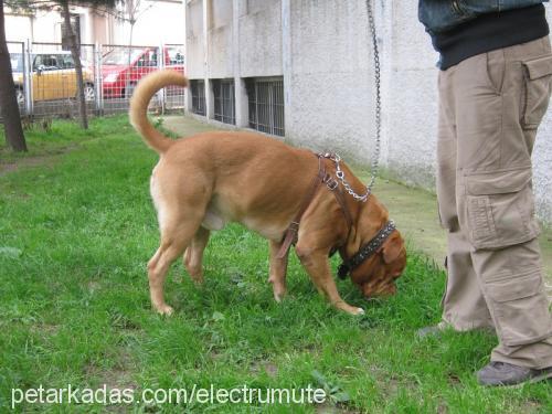 petrus Erkek Fransız Mastiff