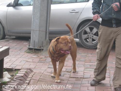 petrus Erkek Fransız Mastiff