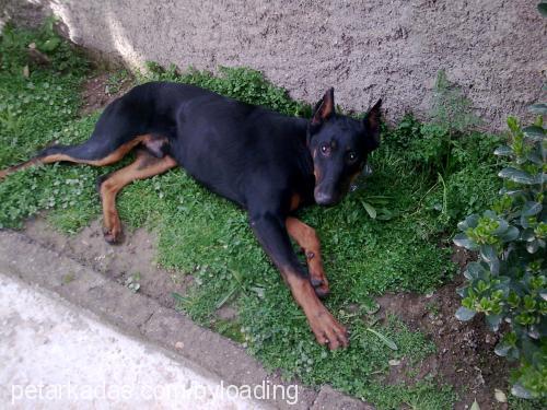 victordiablo Erkek Doberman Pinscher