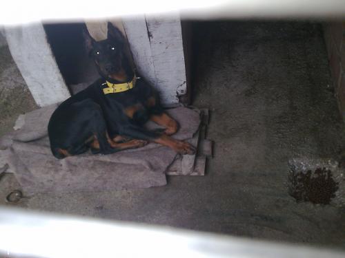 victordiablo Erkek Doberman Pinscher