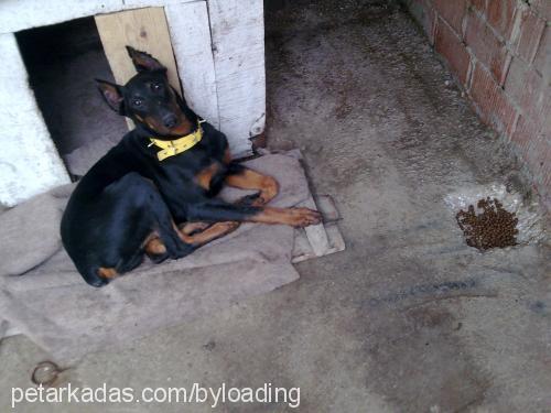 victordiablo Erkek Doberman Pinscher