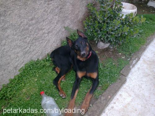 victordiablo Erkek Doberman Pinscher