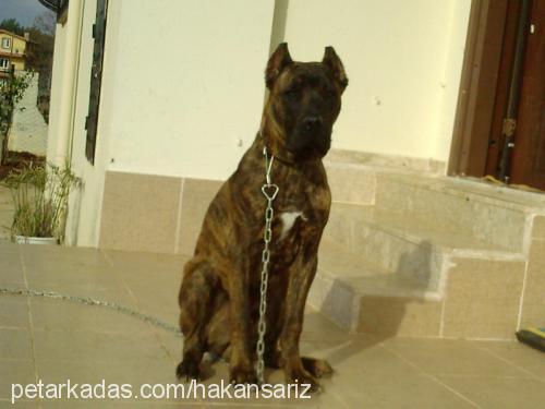 efe Erkek Bandogge Mastiff