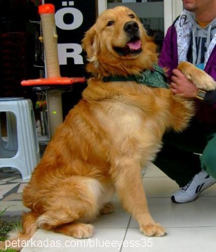 efe Erkek Golden Retriever