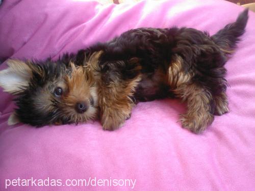 mexi Erkek Yorkshire Terrier