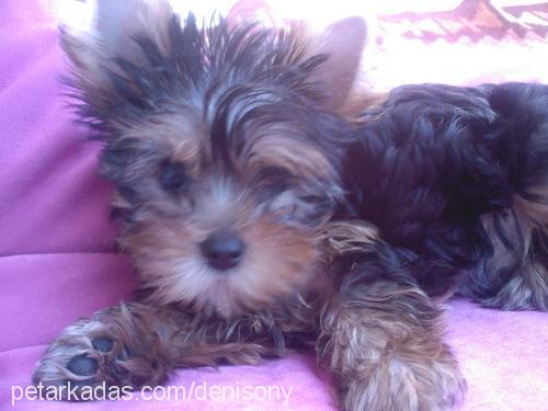 mexi Erkek Yorkshire Terrier