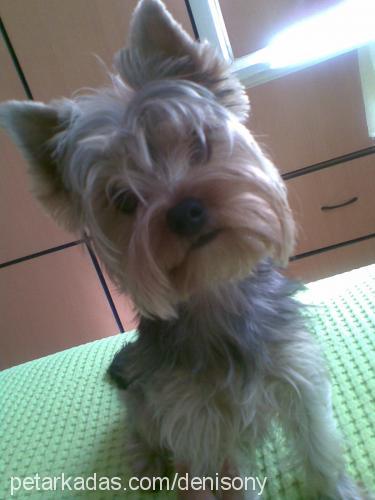 mexi Erkek Yorkshire Terrier