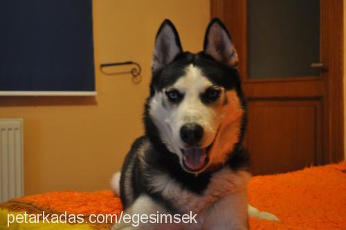 İce Erkek Sibirya Kurdu (Husky)