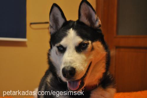 İce Erkek Sibirya Kurdu (Husky)