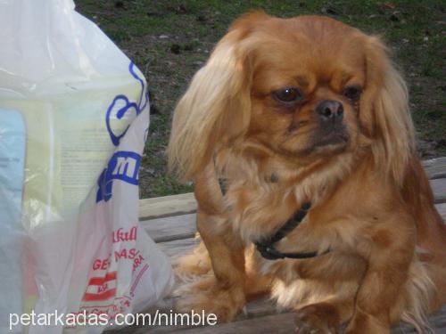 fıstık Dişi Pekingese