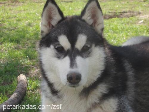 melek Dişi Sibirya Kurdu (Husky)