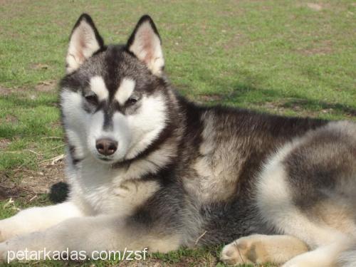 melek Dişi Sibirya Kurdu (Husky)