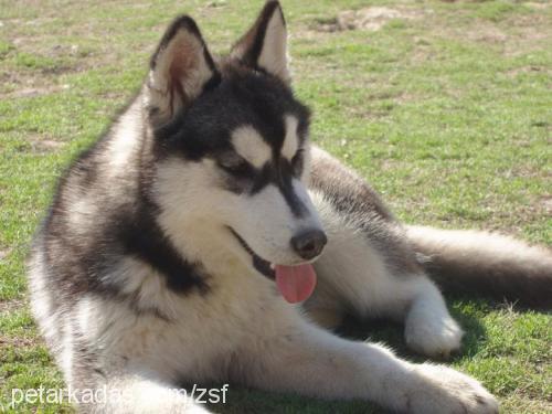 melek Dişi Sibirya Kurdu (Husky)