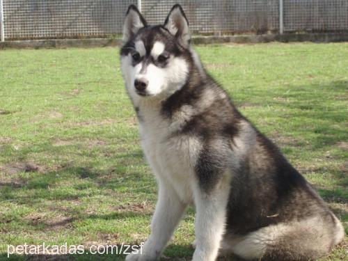 melek Dişi Sibirya Kurdu (Husky)