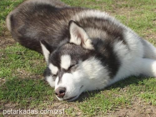 melek Dişi Sibirya Kurdu (Husky)