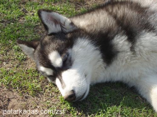 melek Dişi Sibirya Kurdu (Husky)