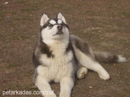 melek Dişi Sibirya Kurdu (Husky)