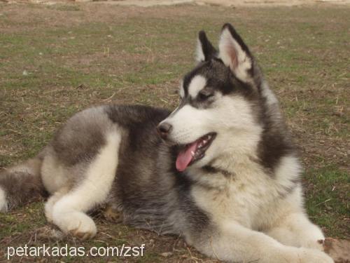 melek Dişi Sibirya Kurdu (Husky)