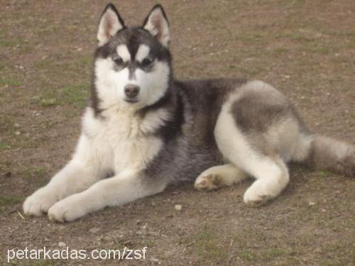 melek Dişi Sibirya Kurdu (Husky)