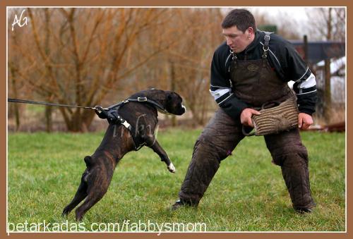 inky Dişi Boxer