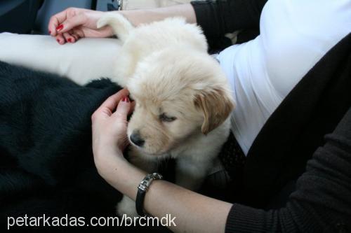 maça Erkek Golden Retriever