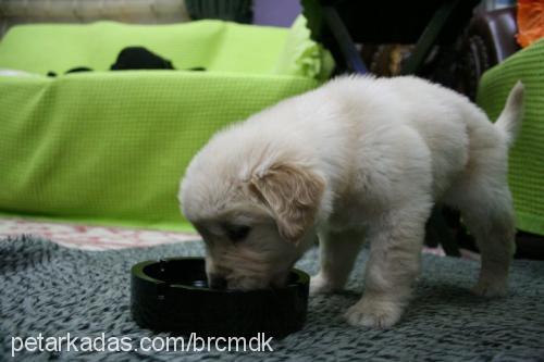 maça Erkek Golden Retriever