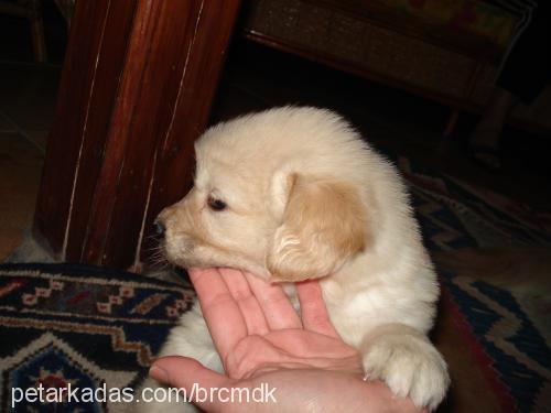 maça Erkek Golden Retriever