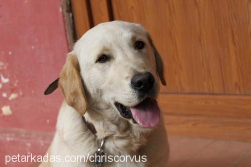 odin Erkek Golden Retriever