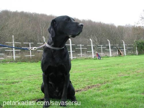 lucky Erkek Labrador Retriever